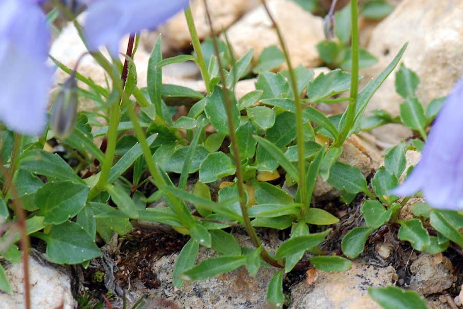 Campanula cochleariifolia / Campanula a foglie di coclearia